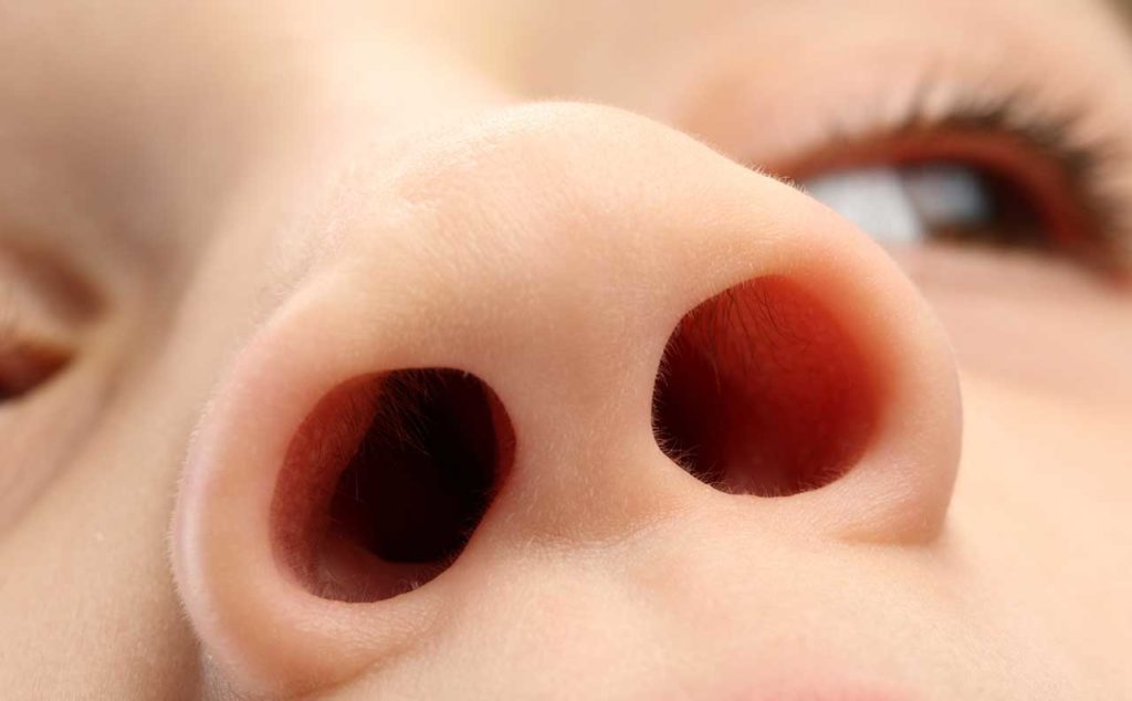 How the nose knows!
