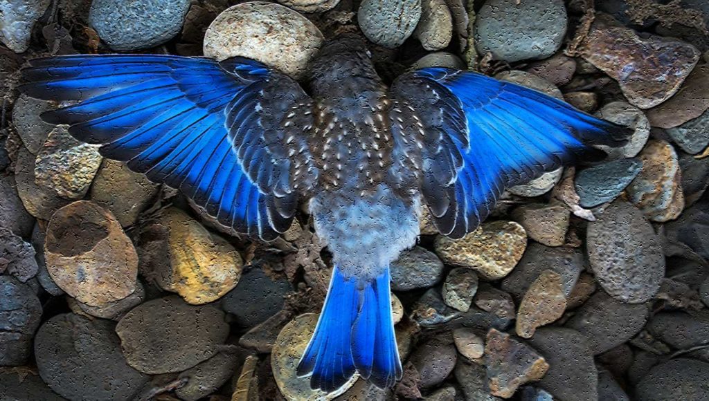 Of baby birds, and death before the Fall