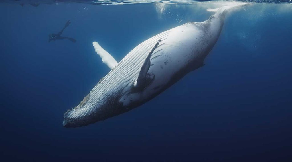 WONDERFUL WHALES: Design on a gigantic scale