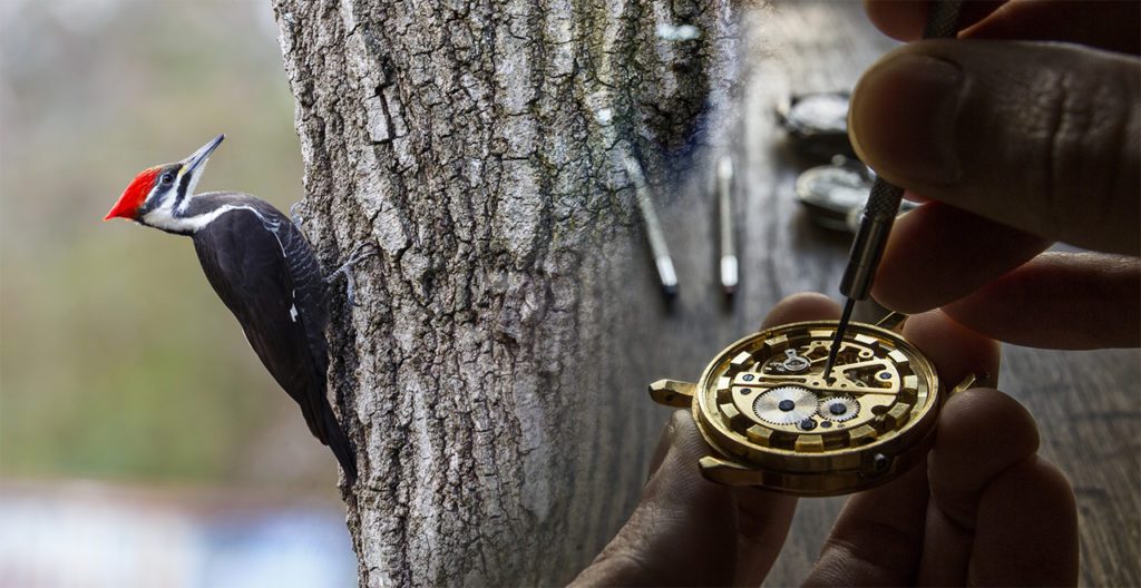 The “Watchmaker argument”