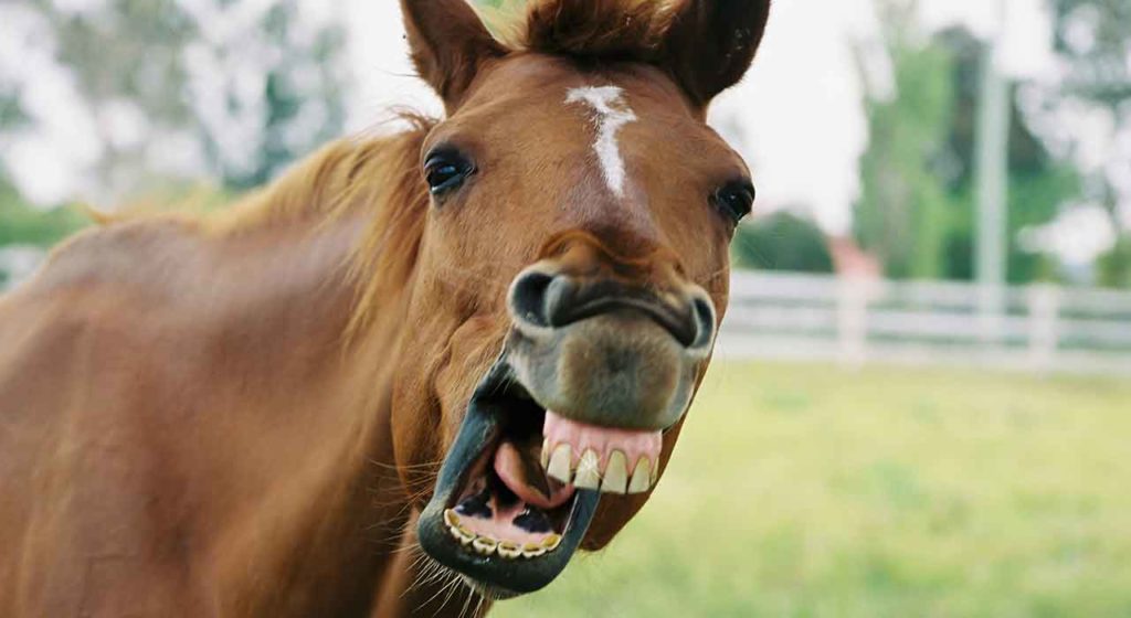 Even a talking horse beats quiet convictions