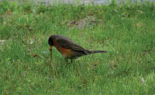 robin pulling on worm