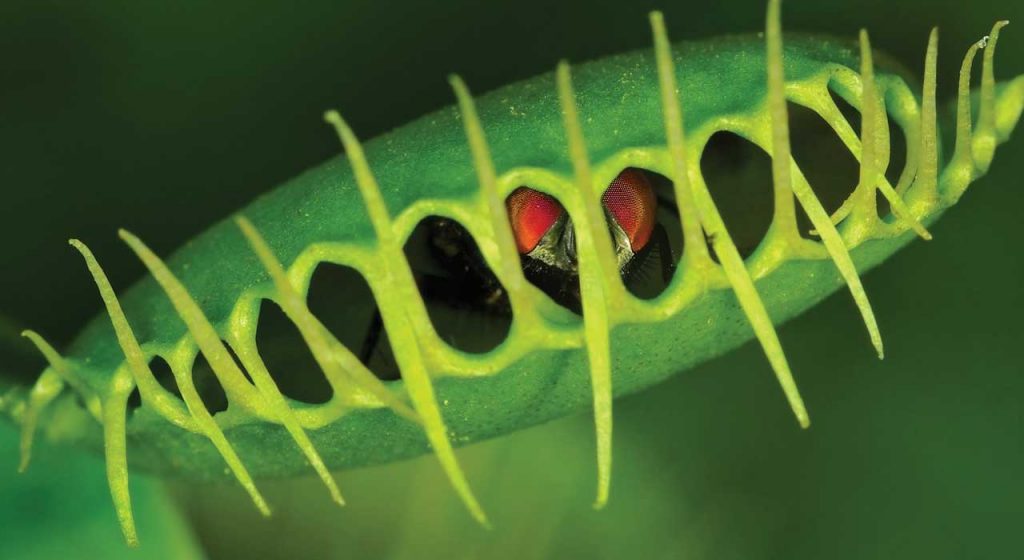 Amazing green meat-eaters!