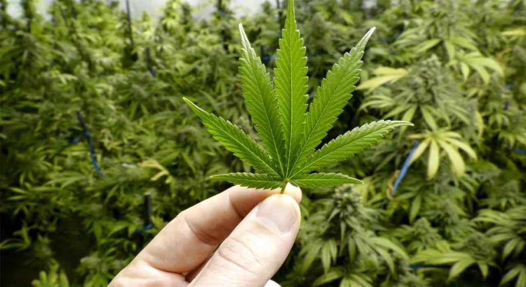 Can I smoke pot? Marijuana in light of Scripture