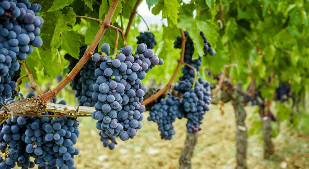 Thursday August 2 – The fruit of faith