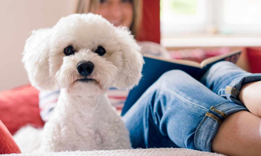 Woman Identifies As A Man Who Identifies As A Dog Reformed Perspective Woman Identifies As A Man Who Identifies As A Dog Reformed Perspective