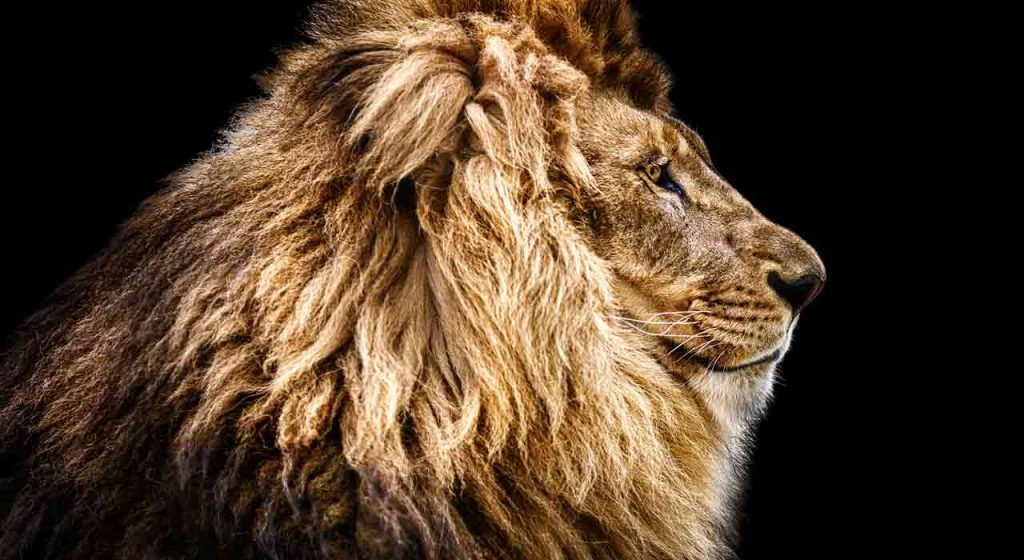 Wednesday November 21 – The future of our mission (1): The Lion of the tribe of Judah has conquered