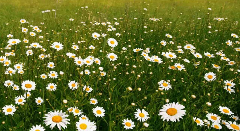 March 18 – The shortness of life   