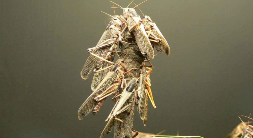May 20 – God commands the heavens to strike and the locusts to destroy