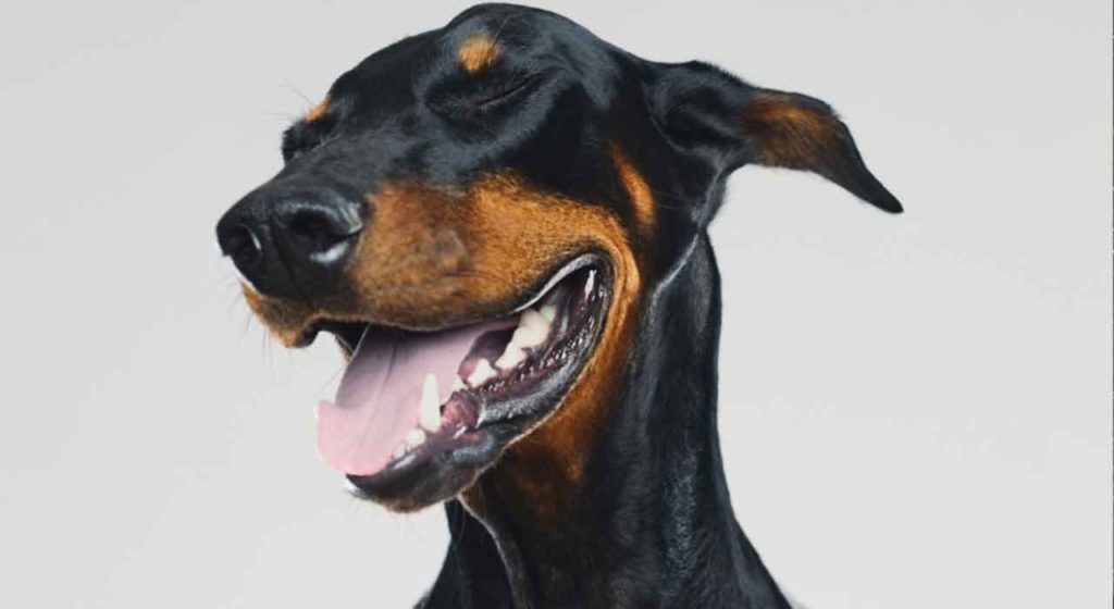 May 23 – Not a dog shall growl against you