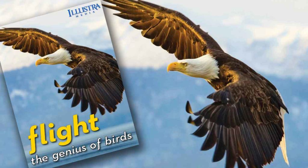 Flight: the Genius of Birds