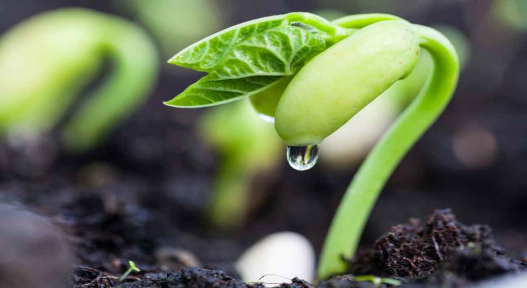 September 23 – God’s victory in covenant
