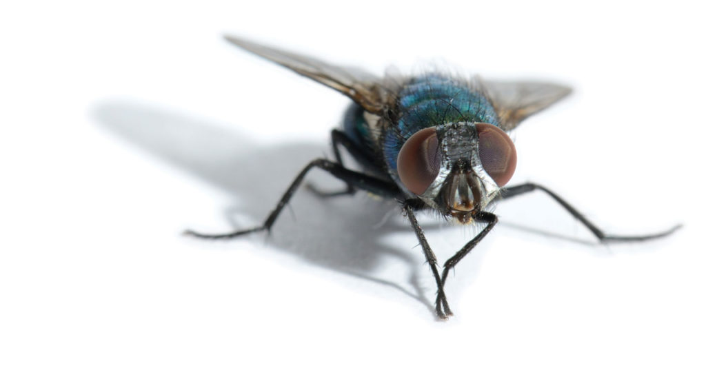 “Inferior” design: a proof of evolution?