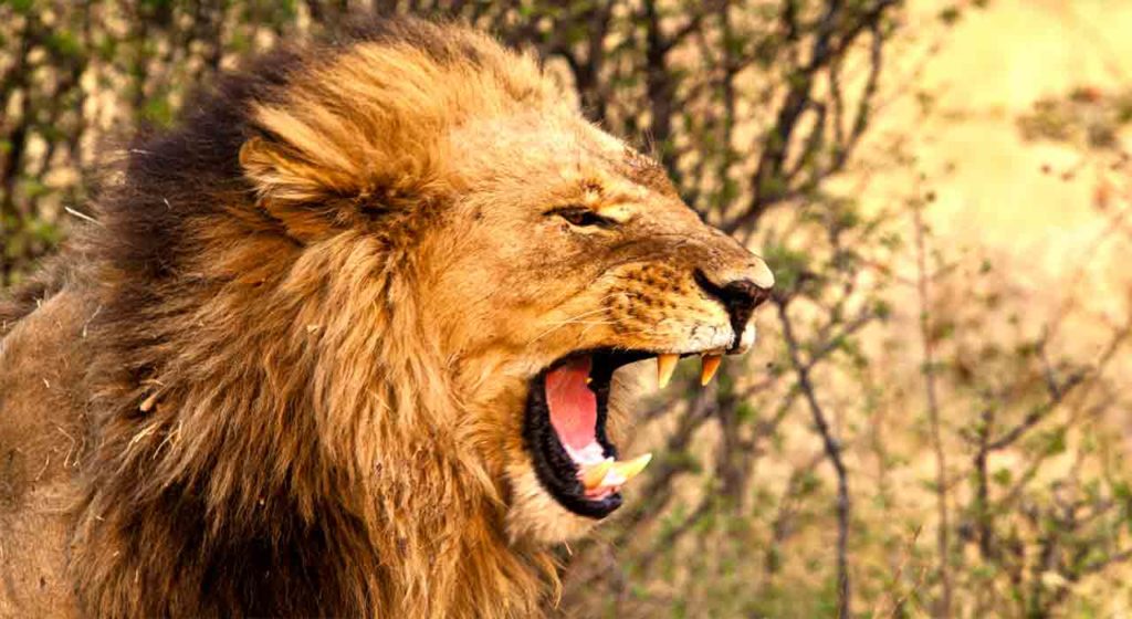 December 13 – Jacob’s son Judah: A lion to look forward to