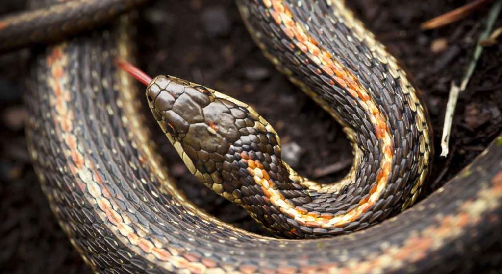 December 5 – Promise in paradise (1): Through a curse on the serpent