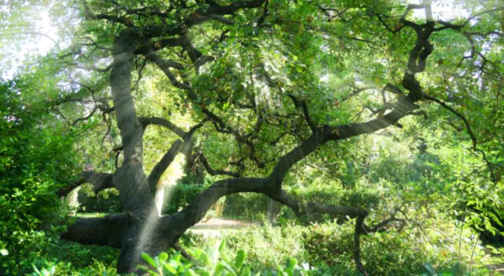 November 29 – The Tree of Life