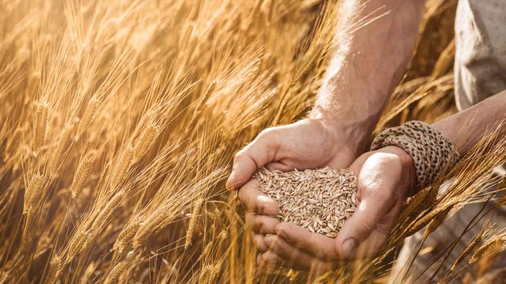 April 6 – Through the thresher