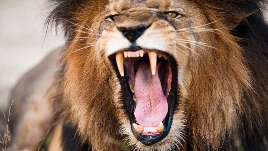 July 2 – The roar of the lion
