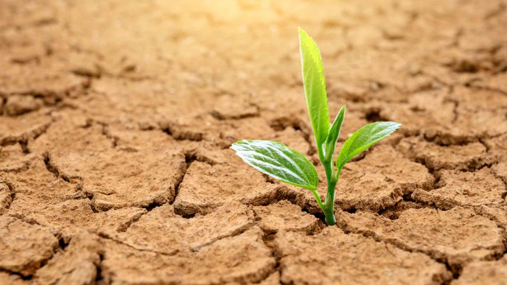 July 3 – Lord of life