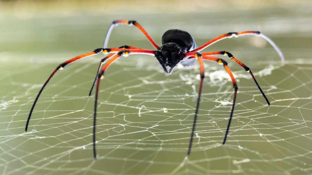 Vindication and the spider