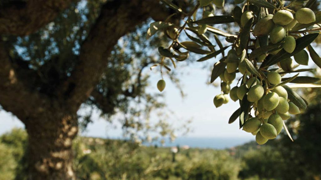 August 30 – Worship of the fruitful tree