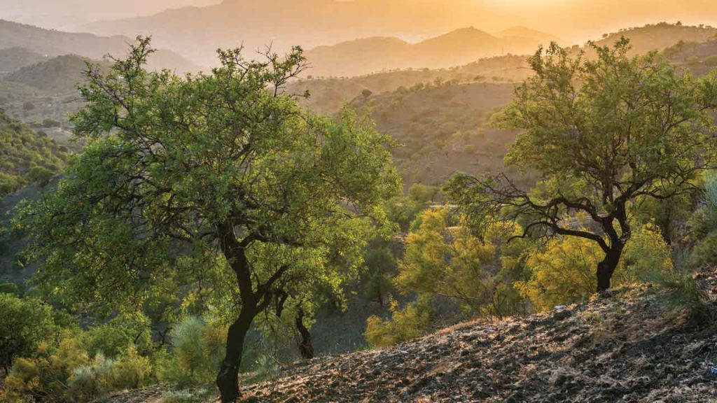 August 31 – Trust the psalms of God