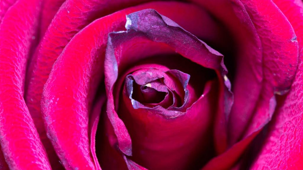 October 20 – Remaining in Christ’s love