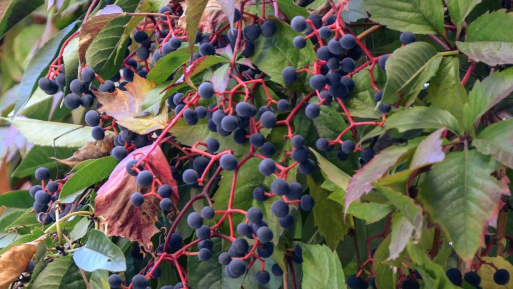 September 8 – The fruit of the Spirit: Israel’s unfruitfulness