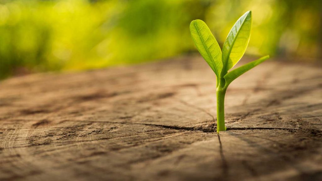 September 9 – The fruit of the Spirit: Christ’s fruitfulness