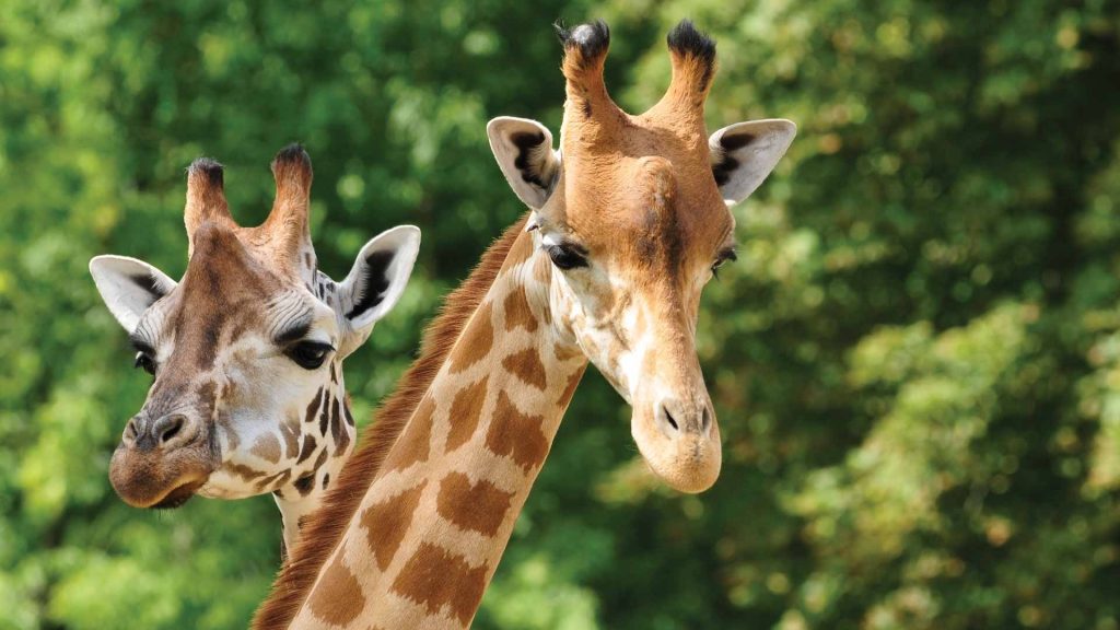 Giraffe: nature’s gentle giants