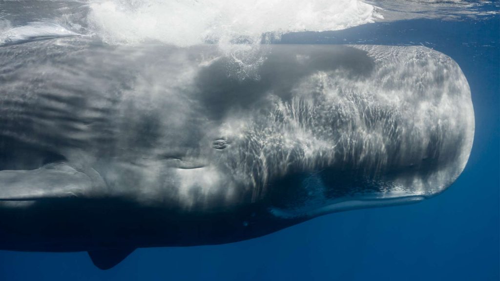 Surprising similarities: shrubs and whales, trees and snails
