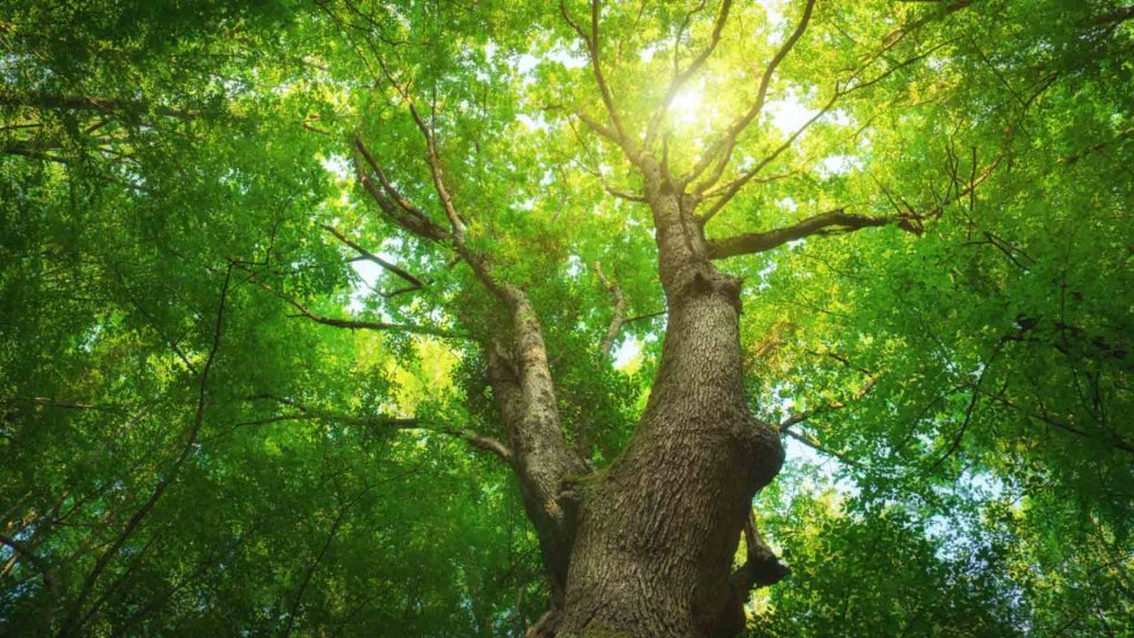 December 23 – The day of the righteous branch