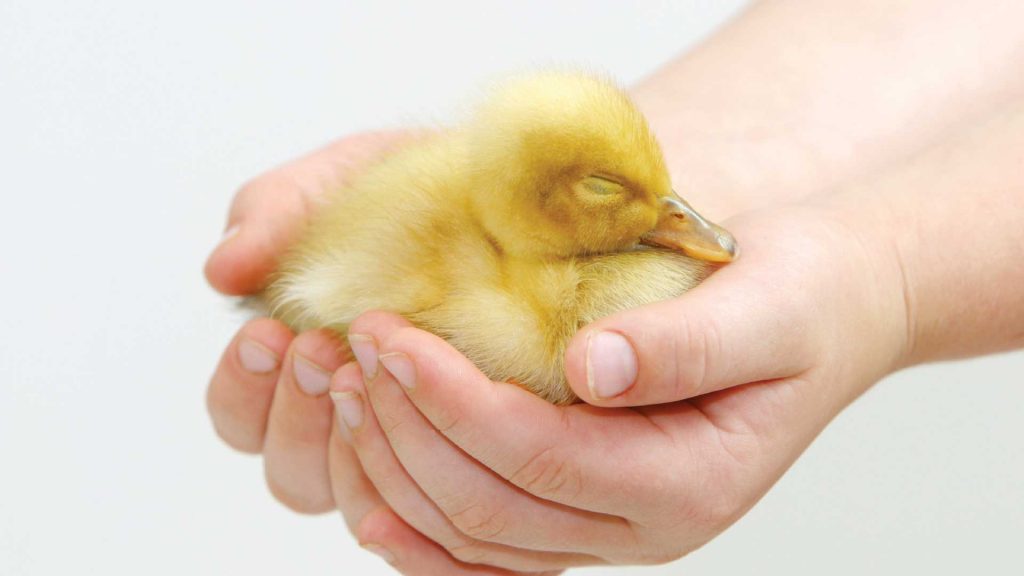 Animal rights vs. animal welfare