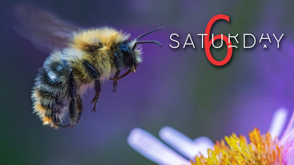 Saturday Selections – January 16, 2021