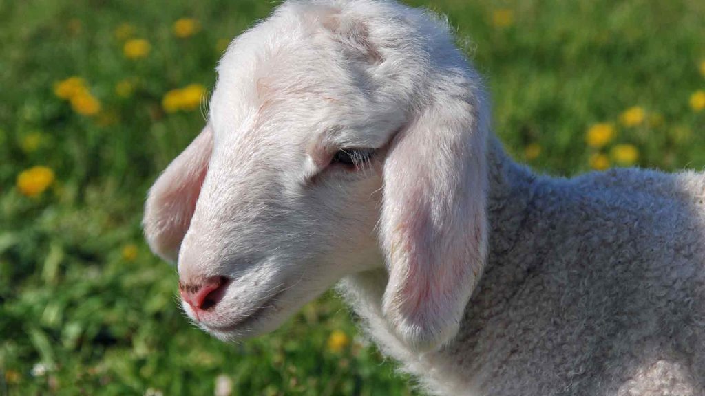 August 6 – The feast of the Passover lamb