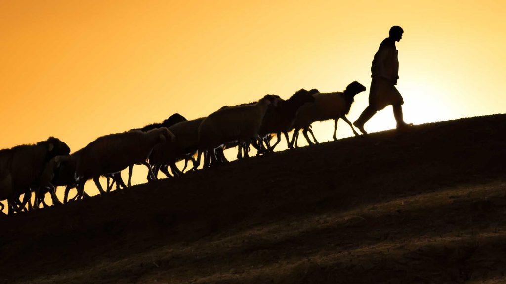 July 28 – The sojourners’ shepherds