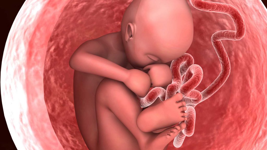 The wonder of the womb