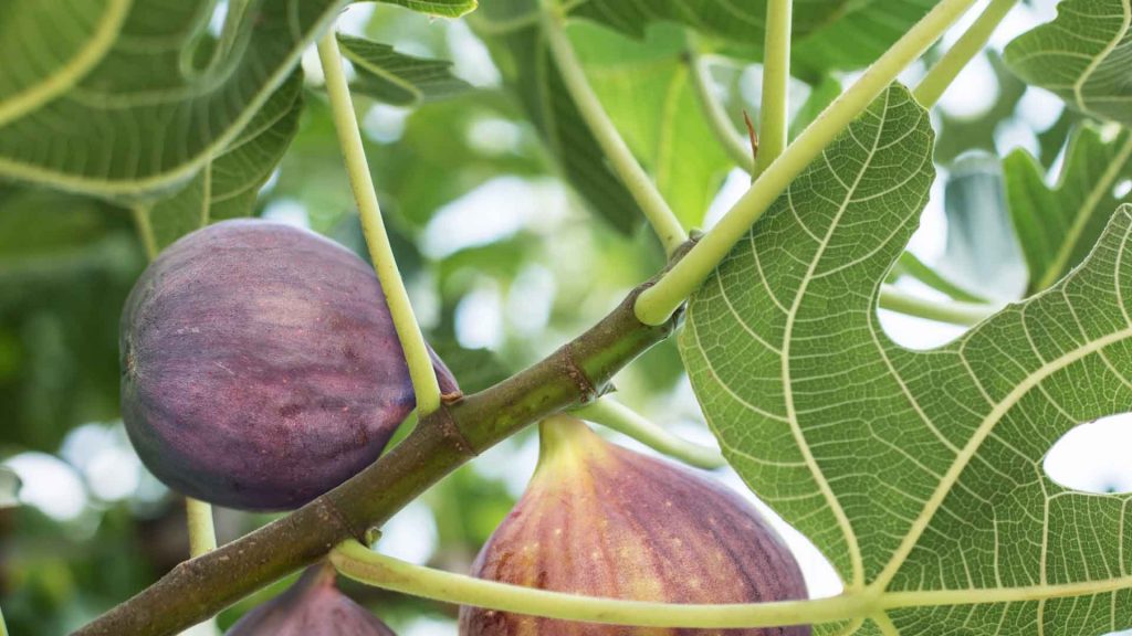 September 20 – Ripe for picking