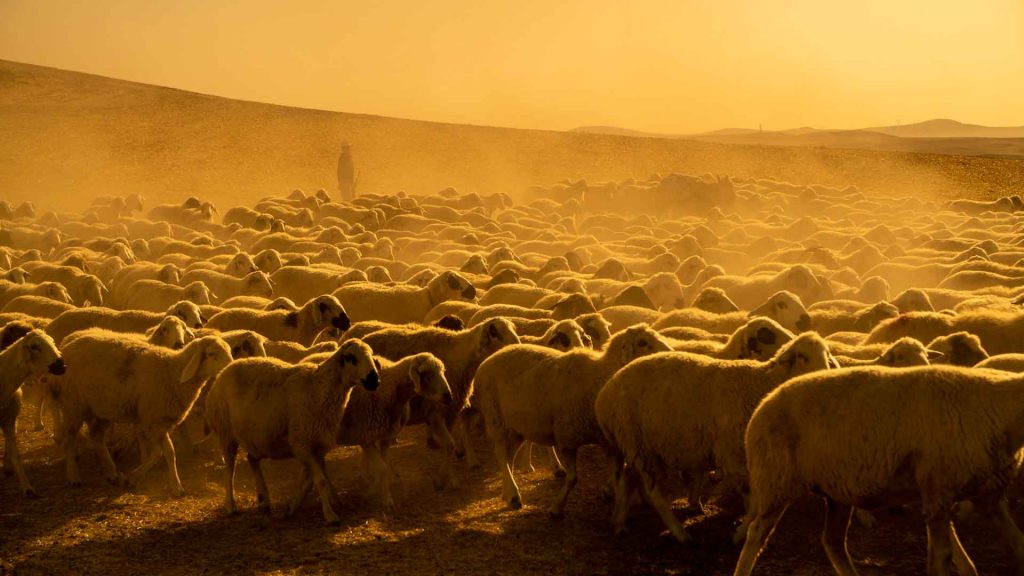 September 27 – Undershepherds of our Shepherd-King