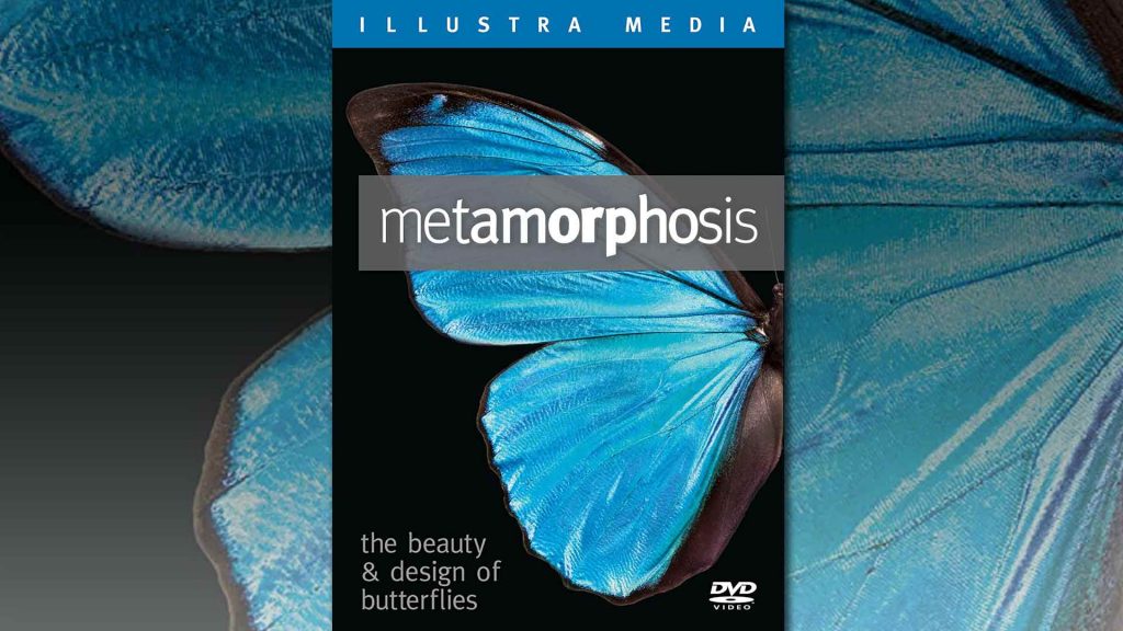 Metamorphosis: the beauty and design of butterflies