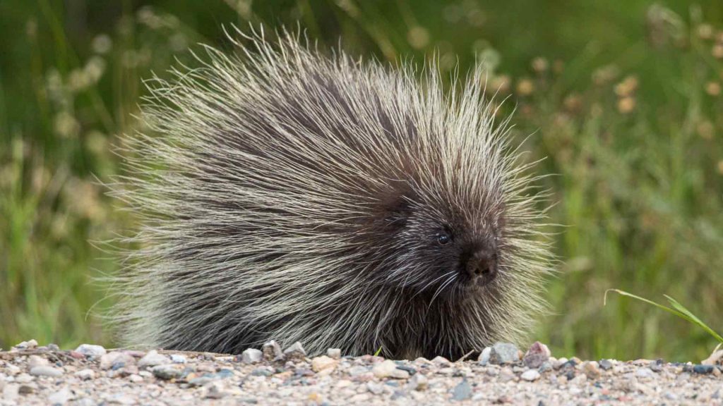 How to approach a porcupine