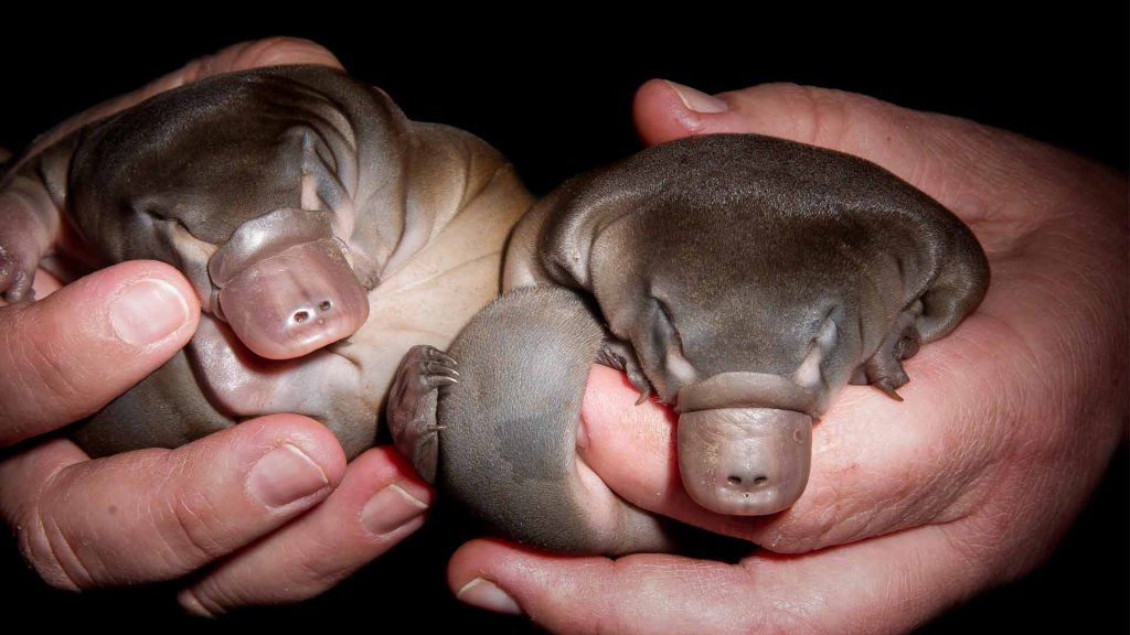 Half duck, half beaver: the astonishing platypus