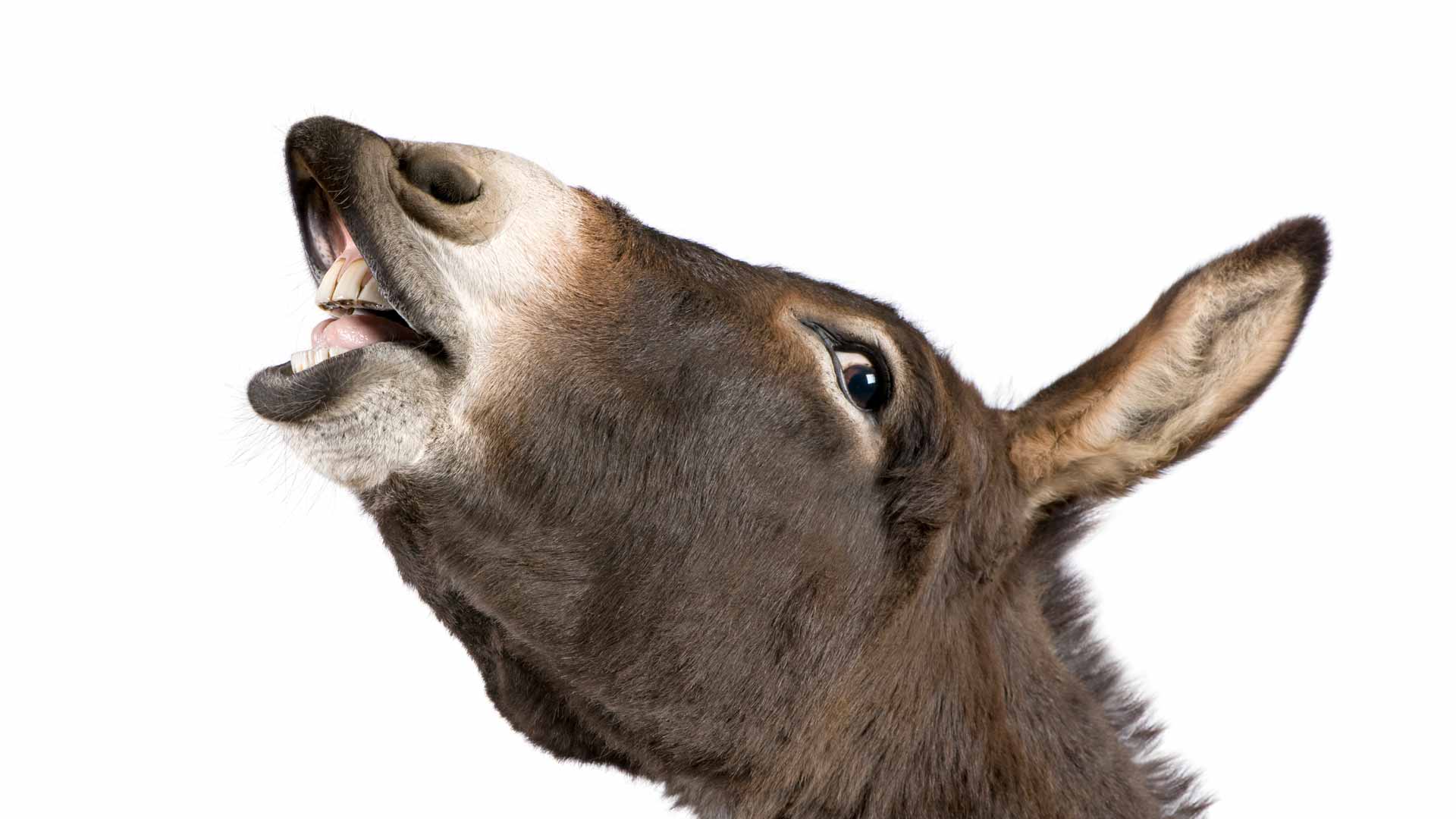 What Does Donkey Punched Mean