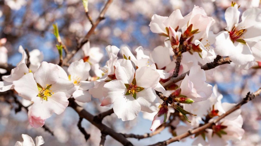 February 10 – A covenant of life and peace