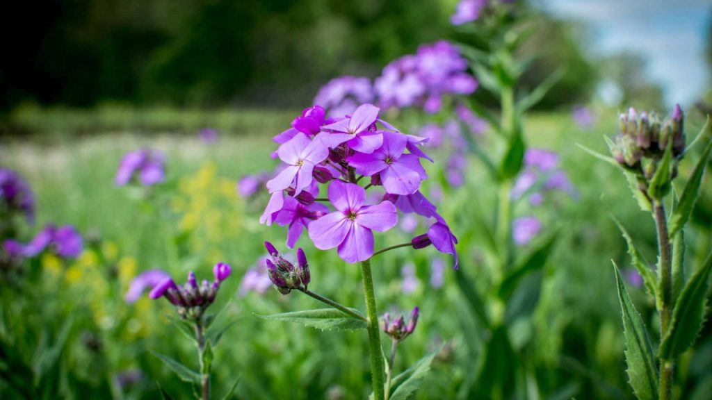 June 11 – The brevity of life