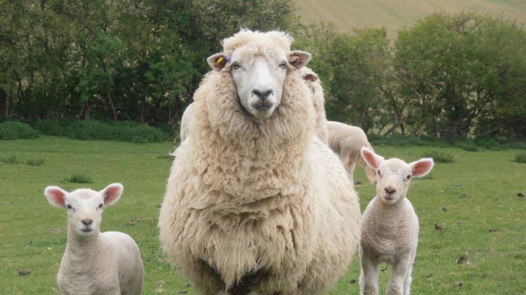 June 16 – Our gentle shepherd