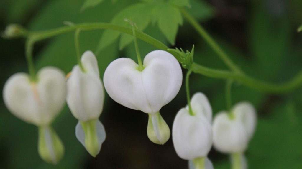 July 6 – Keeping the heart