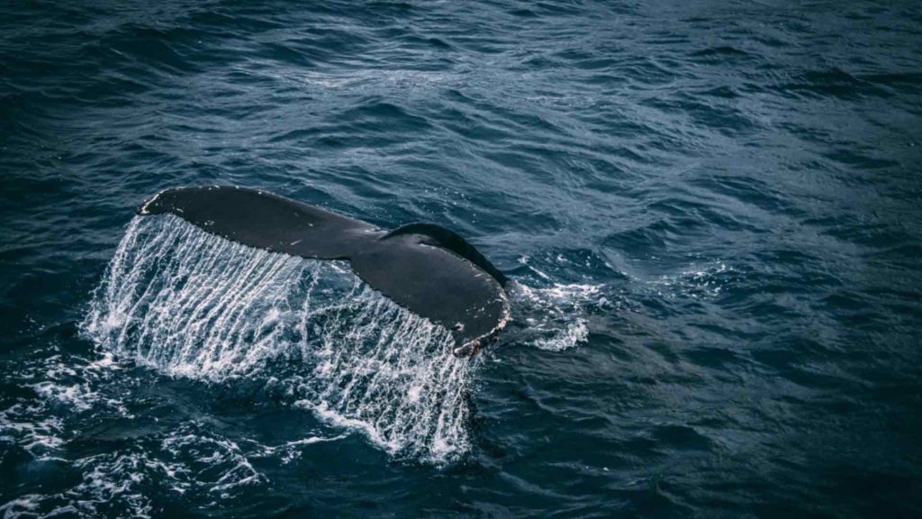 September 15 – Out of the depths