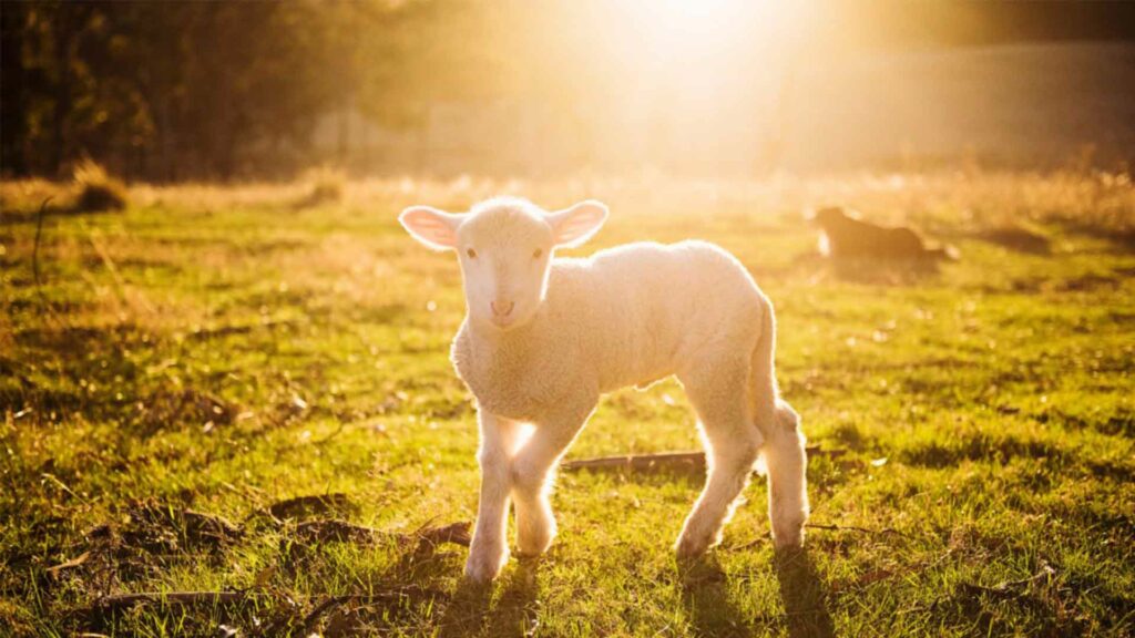 December 9 – Worthy is the Lamb