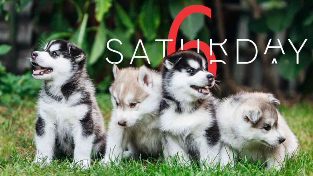 Saturday Selections – June 29, 2024